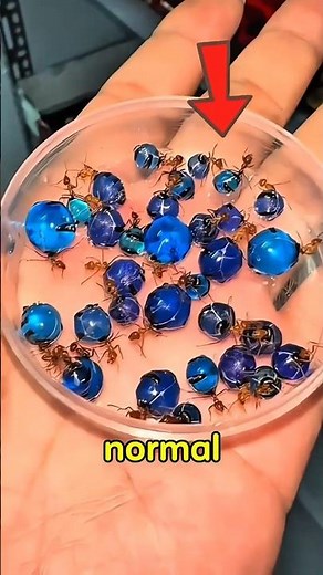 Why Is This Ant Filled With Honey? 🍯🐜