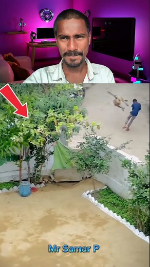 Monkeys bhai aram se😂🙏😄.. #comedy #shoked #mrsamarp #mastteam04 #reelsinstagram #prank #monkeys #animal | Singer Summer Sangeet