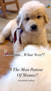 ✨Such a patient Mama…she is totally enjoying her Pup playing with her! 🐾🐾💕 . . . #goldenretrievertoday #goldenretrieverpuppys #goldenretrieverpuppyofinstagram #goldenretrieverslovex #goldenretrievercutepup #goldenretrieverphotos #goldenretriverworld #goldenretrieverpuppyofinstagram #instagoldens #instagoldenretriever #ilovegolden_retrievers #goldenretrieversrule #goldenretrieverslovers # #ilovegoldens #welovegoldensretrievers #dailygolden #adorablegoldens #goldensarethebest #goldenretrieverpu