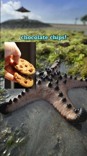 The Sweet Surprise: The Chocolate Chip Starfish in its Natural Habitat