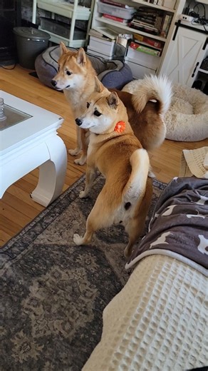 194 reactions · 3 comments | Oh, how far Sheba has come!  When...