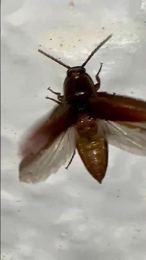 Elateridea, Click Beetles also known as Snapping Beetles, Skipjacks, Spring Beetle, Elaters, or Bug