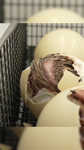 🌍 Éclosion des plus gros œufs du monde 🥚🔥#Éclosion #monde #plusgros #œufs #animaux