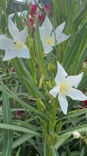White Oleander Flowers in Bloom 🤍#nature #oleander #youtubeshort