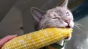 Cat on the cob! #garfieldcatlitter From: @lilyandlunz | Garfield Cat Litter