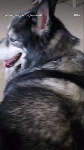 TOBY, KAMI Y ZEUS 縷稜 | Parque para perros | Facebook