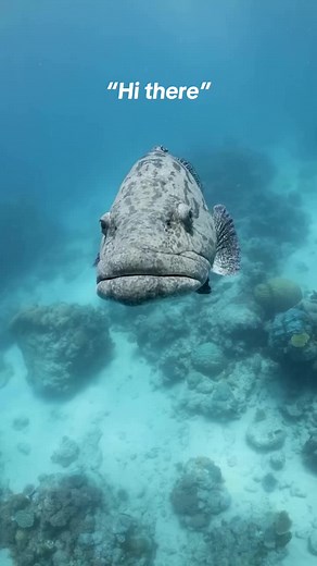 Potato Cod: The Fish with Big Suction Lips