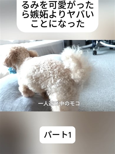 愛犬の前でぬいぐるみを可愛がったら嫉妬よりヤバいことになった. パート1#テディベアドッグのモコ #mocotheteddy #trend #fyp #pet #japan #dogmom #dog #dogofticktok