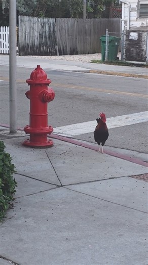 82K views · 3.5K reactions | This is your alarm clock in Key West....