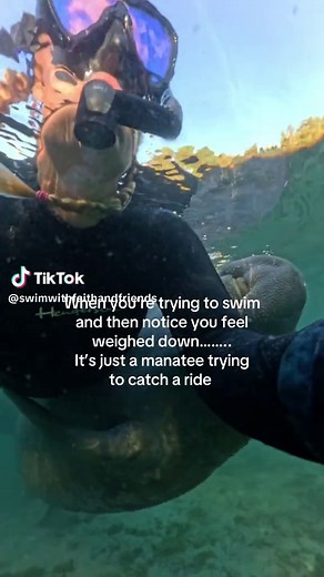 Swimming with Manatees: A Unique Wildlife Experience