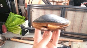 clam tongue on Make a GIF