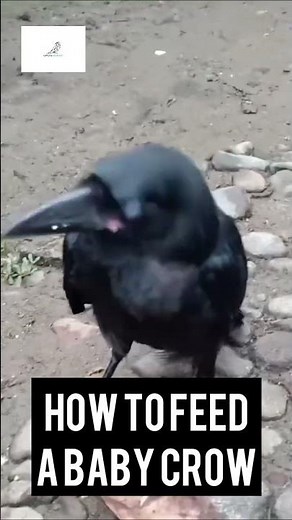 This Baby Crow Makes te Cutest Noises While Being Fed