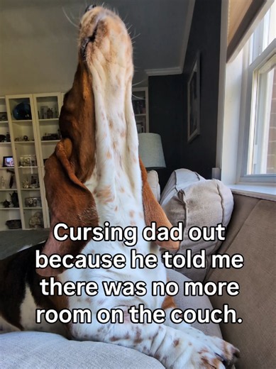 It's all fun and games until you take away the couch from the cow. 🛋️🐮 #dogsoftiktok #dogdad #doggo #bassethound #howl