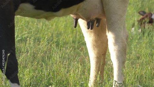 Close up of a udder of cow. Udder of a young lactating cow. Concept of animal husbandry and farm life. Farming and livestock raising in rural agriculture.