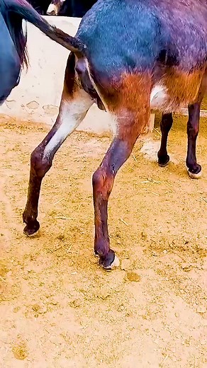 305K views · 1.6K reactions | #donkeylove #cuteanimals #farmlife #farmanimals #adorable #animallover #donkeyday #donkeyfun #donkeyfacts https://amzn.to/3GUdGLB | Donkey Lover | Facebook