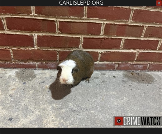 Police seeking owner of guinea pigs found in downtown Carlisle