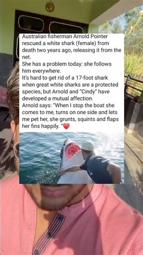 Australian fisherman Arnold Pointer rescued a white shark (female) from death two years ago