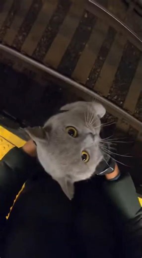 Rescuing a Fluffy in First Person (GoPro)