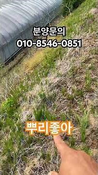 지리산 고사리종근, 뿌리, 모종 분양포 준비 | 고사리 종근 심는 법, 방법 | 로타리 치고 골타고 심을 준비 완료!
