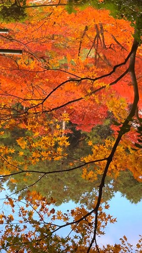 📍 Enkoji Temple, Kyoto 🍁✨ A serene corner of Kyoto famous for its stunning autumn colors, peaceful gardens, and picture-perfect views framed like a living painting. Enkoji is one of the city’s most magical spots, especially when the maple leaves turn deep red. 🇯🇵❤️ Planning to visit Japan or explore Kyoto? Contact us👇 ✉️ japanichibantours@gmail.com | info@japanichibantours.com 🌐 japanichibantours.com 📞 WhatsApp: 81 90-3486-7744 📸 Instagram: japan_ichiban_tours | Japan Ichiban Tours
