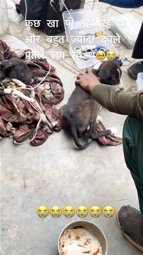 #dog #search #reaction #help #browser #shortsfeed