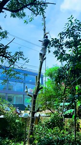 Cut and removed Chikku tree because of Bat problem | James Mathew