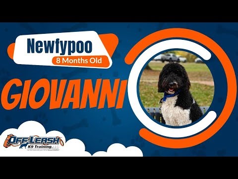 Amazing Transformation | Giovanni | 8m/o | Newfypoo | Cincinnati Dog Trainers Off Leash K9 Training