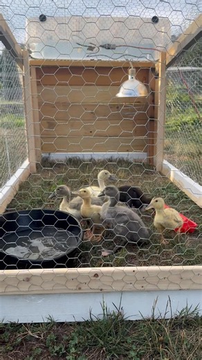 First day outdoors with the Ducklings #homestead #homesteading #ducks