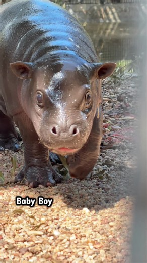 Baby Mars at Tanganyika Wildlife Park is growing up so fast, his first birthday is tomorrow. We had the best time painting and target training with him today! Cannot wait to celebrate this icon tomorrow! @TanganyikaWildlifePark #pygmyhippo #babyhippo #mars #kansas #oliviarodrigo