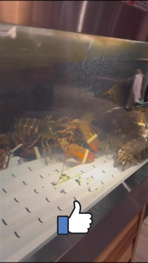 Red Lobsters in Aquarium at Red Lobster Restaurant Ottawa Canada 🍁 🇨🇦 | Kehkashan World