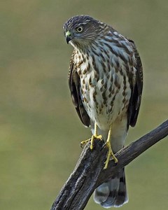 Sharp shinned hawk - Alchetron, The Free Social Encyclopedia
