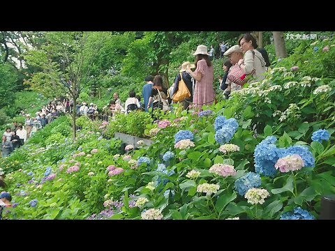 アジサイが見頃…長谷寺（神奈川・鎌倉）