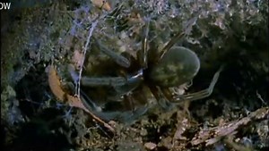 Spider Baby Eat Their Mother Alive
