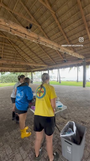 This morning brought heavy wind and almost 10 inches of rain to the Florida Keys! The Turtle Hospital got over 5 inches of rain inside of the hospital, some of the turtle tanks were washed out and undermined from the rushing water and the shade cloth outside of the turtle enclosure ripped to shreds. The incredible team at The Turtle Hospital worked together and kept the turtles and medical equipment safe. Educational programs were cancelled for most of the day until conditions could be made safe