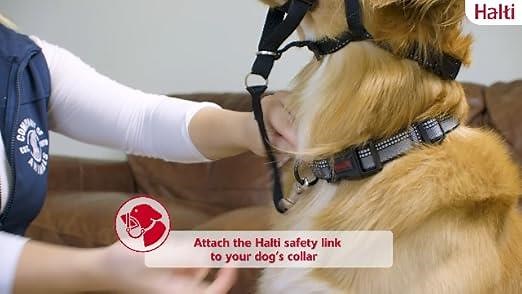 How to fit and use the Halti Headcollar