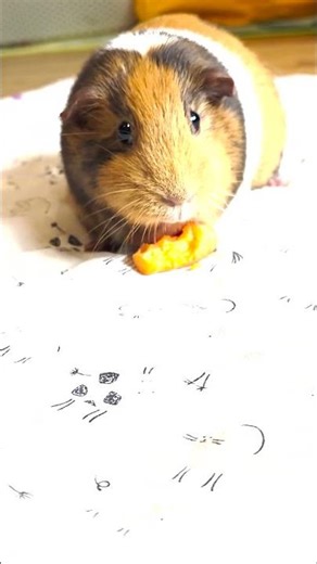 Fastest Guinea Pig Ever?! 🐹🥕 Carrot Challenge!