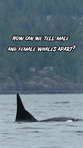 Do YOU know how to tell males and females apart for our two most commonly spotted whale types? 🤔 Videos by Hayleigh Hilbert, Val Watson, Cheyenne Brewster, Jordan Robinson, and Vanessa Vereschahen #vanislandwhalewatch #whaleseason #whalelove #explorebc #beautifulbc #humpbackwhale #killerwhale #whalewatching