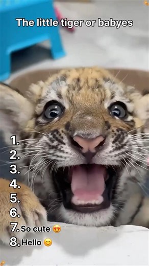 Funny baby tigers 😂 #comedy #trending #trolling #troll #funnyshorts #pets #respect #funniestvideo