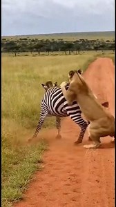Zebra Turns the Tables on a Lioness 😱🦓🦁 Insane Safari Fight#Wildlife #LionessVsZebra #ViralVideo #wildlifephotography | hidine eye