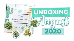 1K reactions · 66 shares | Have you seen our August cuties? ❤ | Succulents Box | Facebook