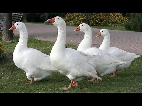 Embden Geese | Efficient Hardy Regal