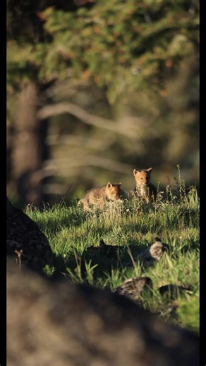 Coyote pups hanging out by their den #wildlife #coyote #pups #babyanimals #nature