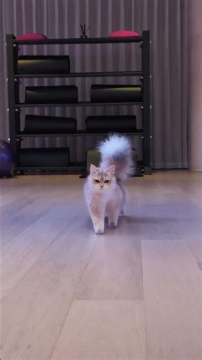 Yuanyuan's Modeling Debut: Cat's Playdate on Human Climbing Frame