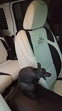 2025 Jeep Wrangler 4XE Gets CUSTOM Leather Seats | White & Black Bone Daddy Design