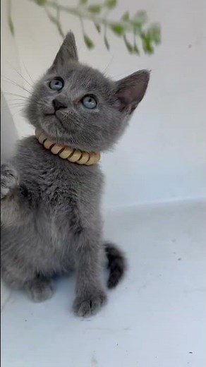 Nik Russian Blue Male