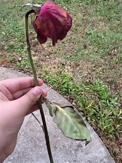 🥀 looken Carp #🥀 | Carp Fish