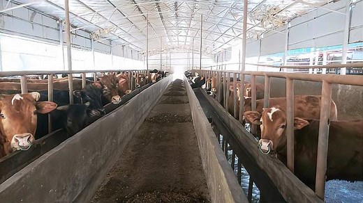 看看人家规模化养牛场如何养牛的，几百头牛一个人喂