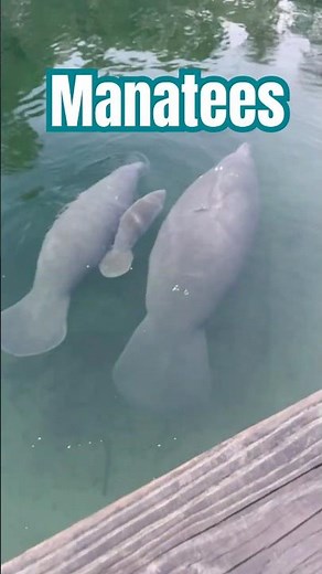 Manatees Chilling at Blue Spring State Park #Manatees #seacow