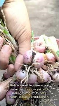 Shallots vs Onions: Which One’s Healthier?