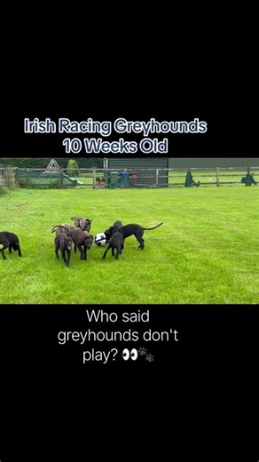 Growing up greyhound 🐶🐾 # #greyhound #puppy #dog #irishgreyhounds #greyhoundracing #cute #racing